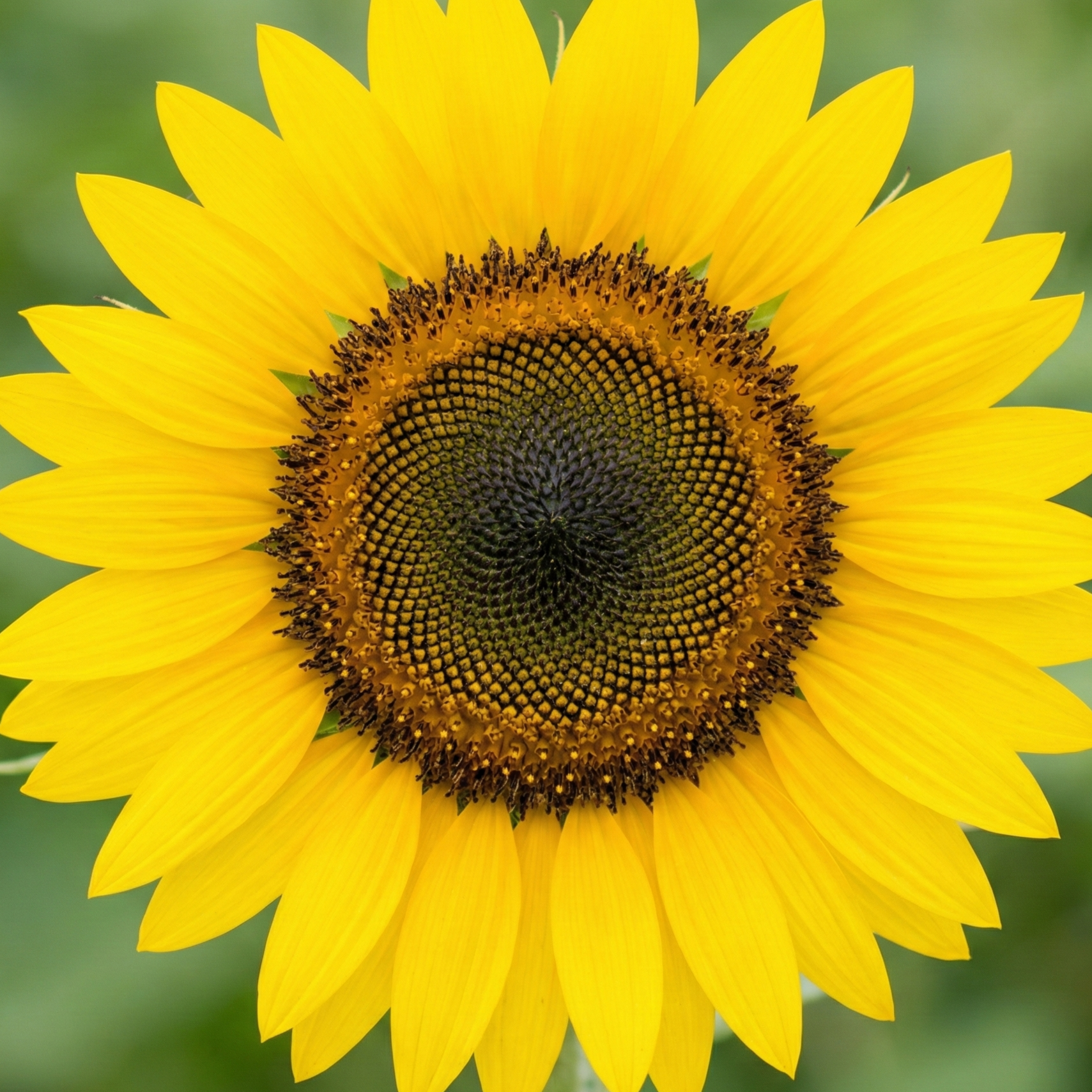 Sunflower-2