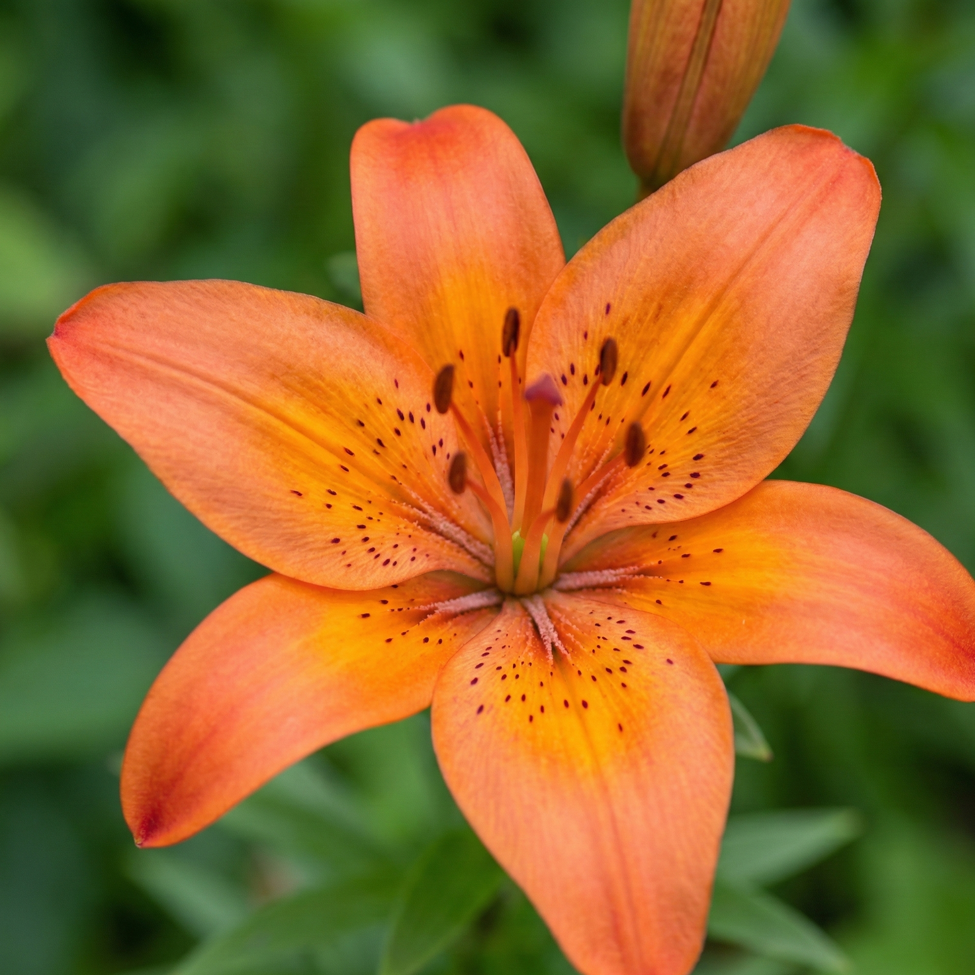 asiatic-lily-orange