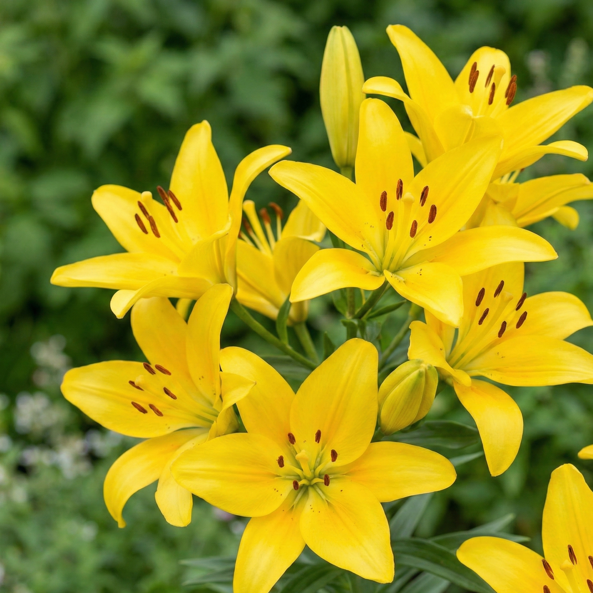 asiatic-lily-yellow