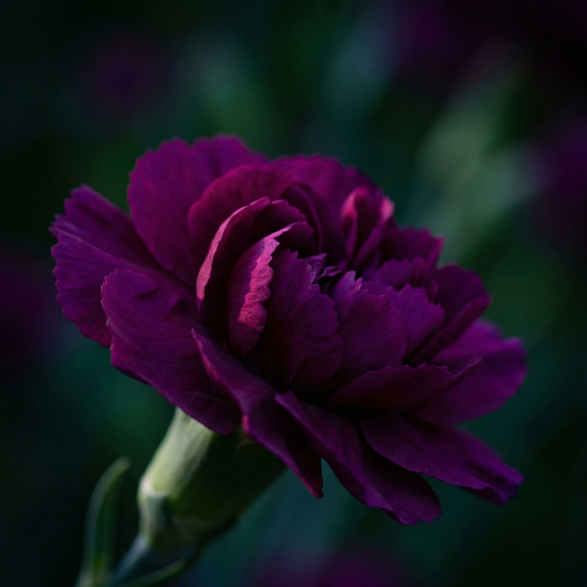 carnation-purple