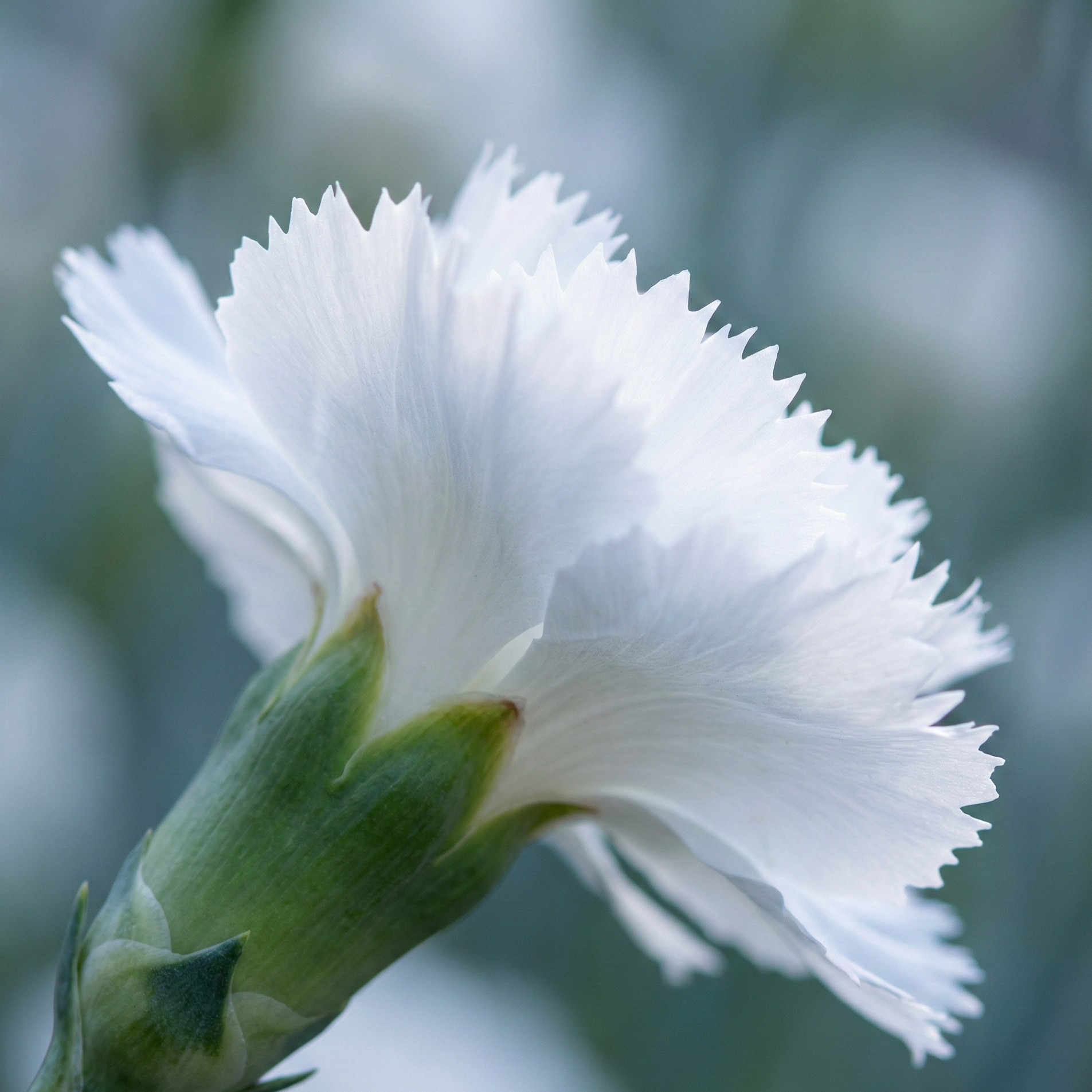 carnation-white