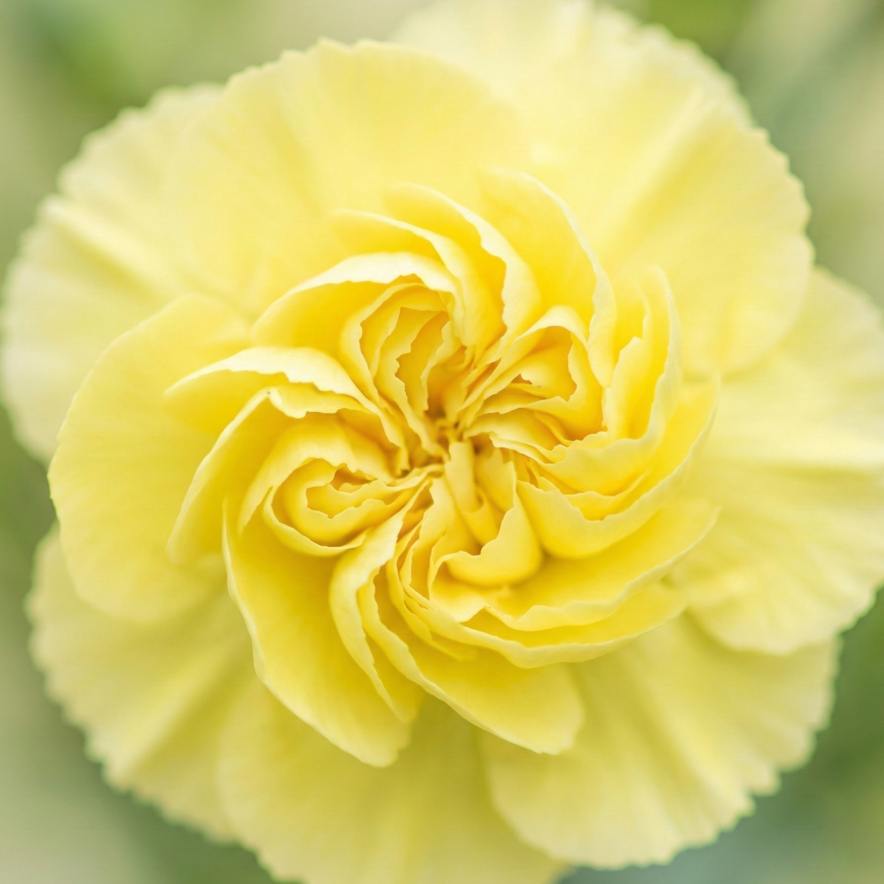 carnation-yellow