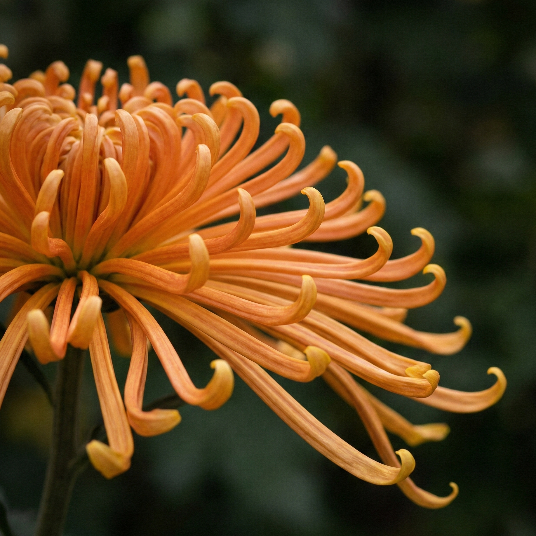 chrysanthemum-exotic