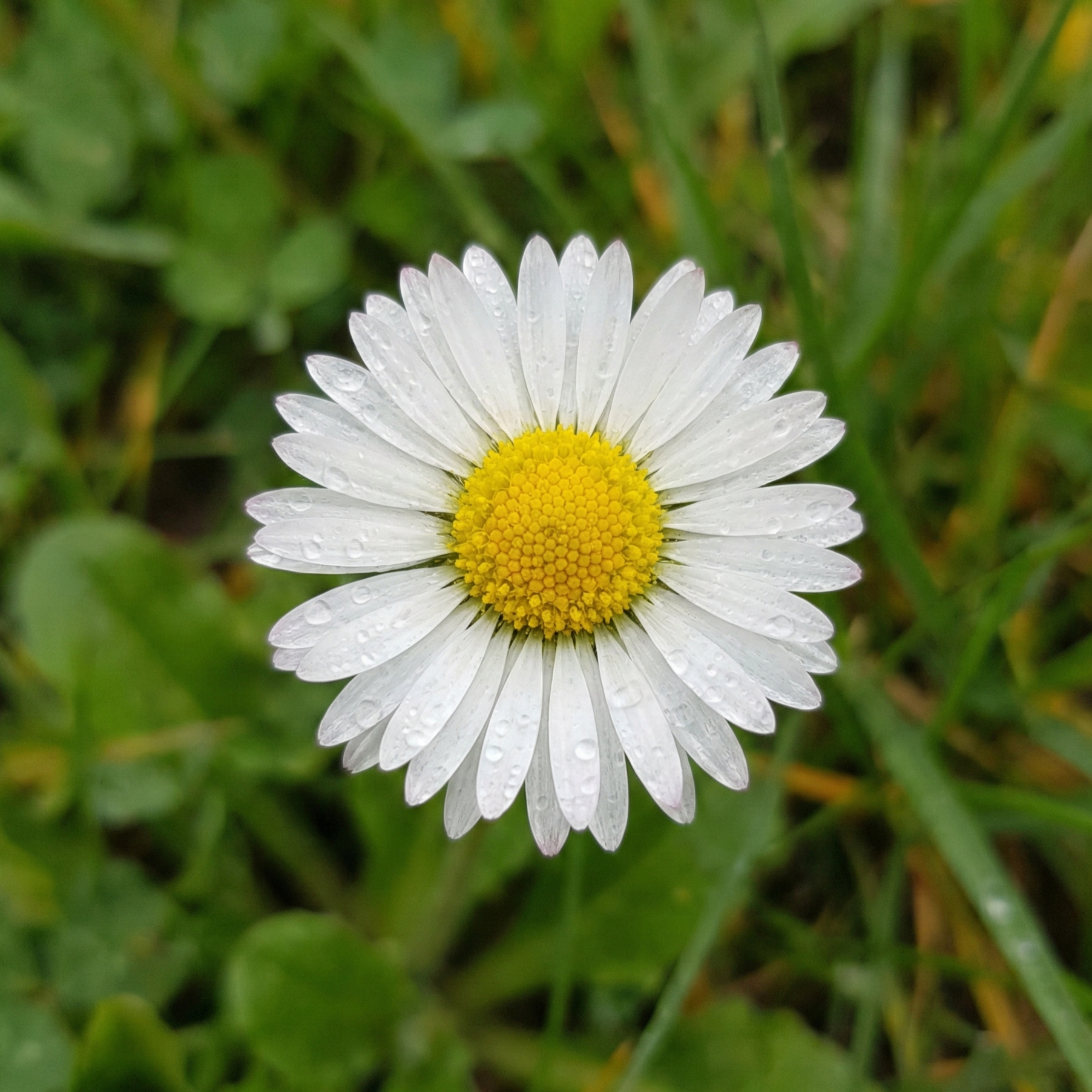daisy-1