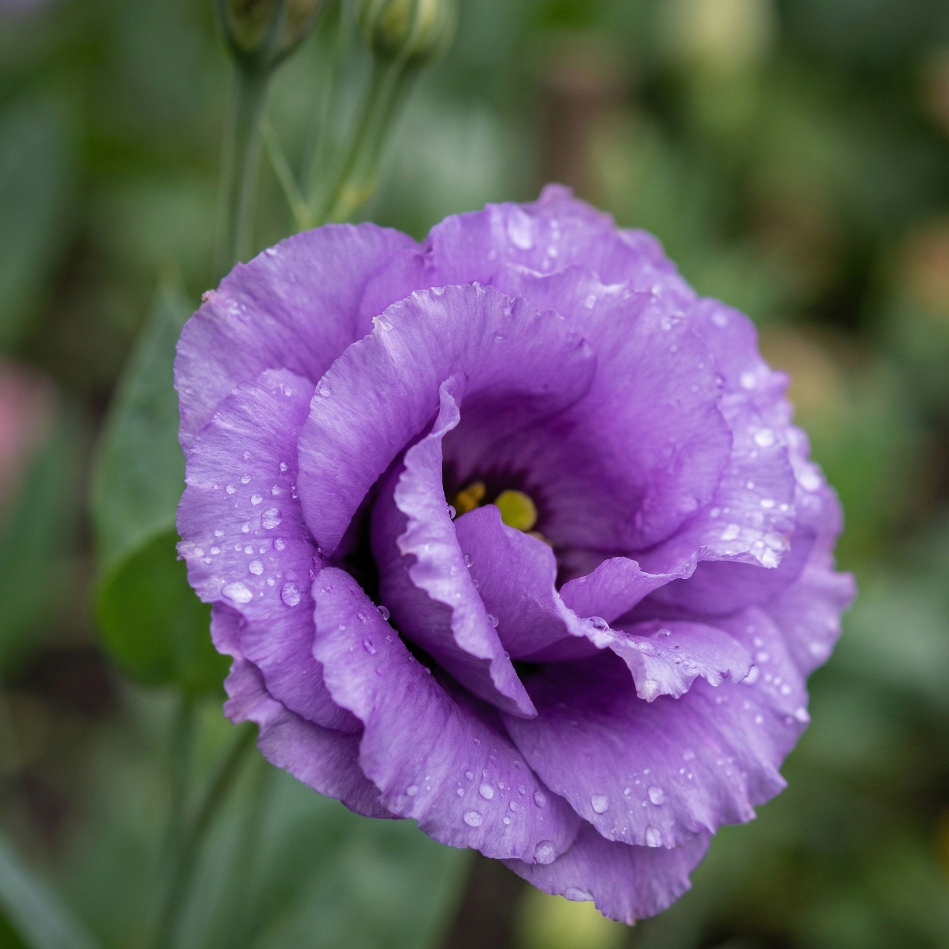 lisianthus-1