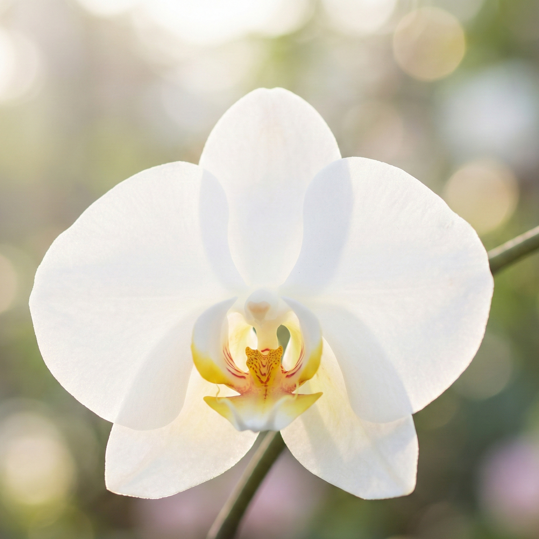 orchid-white