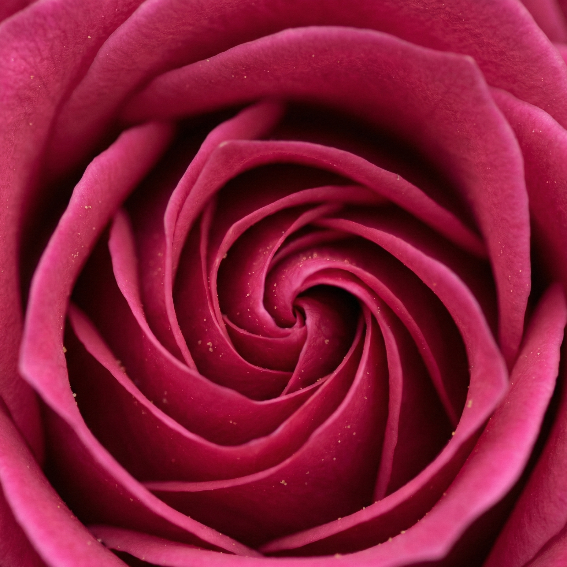 rose-dark pink