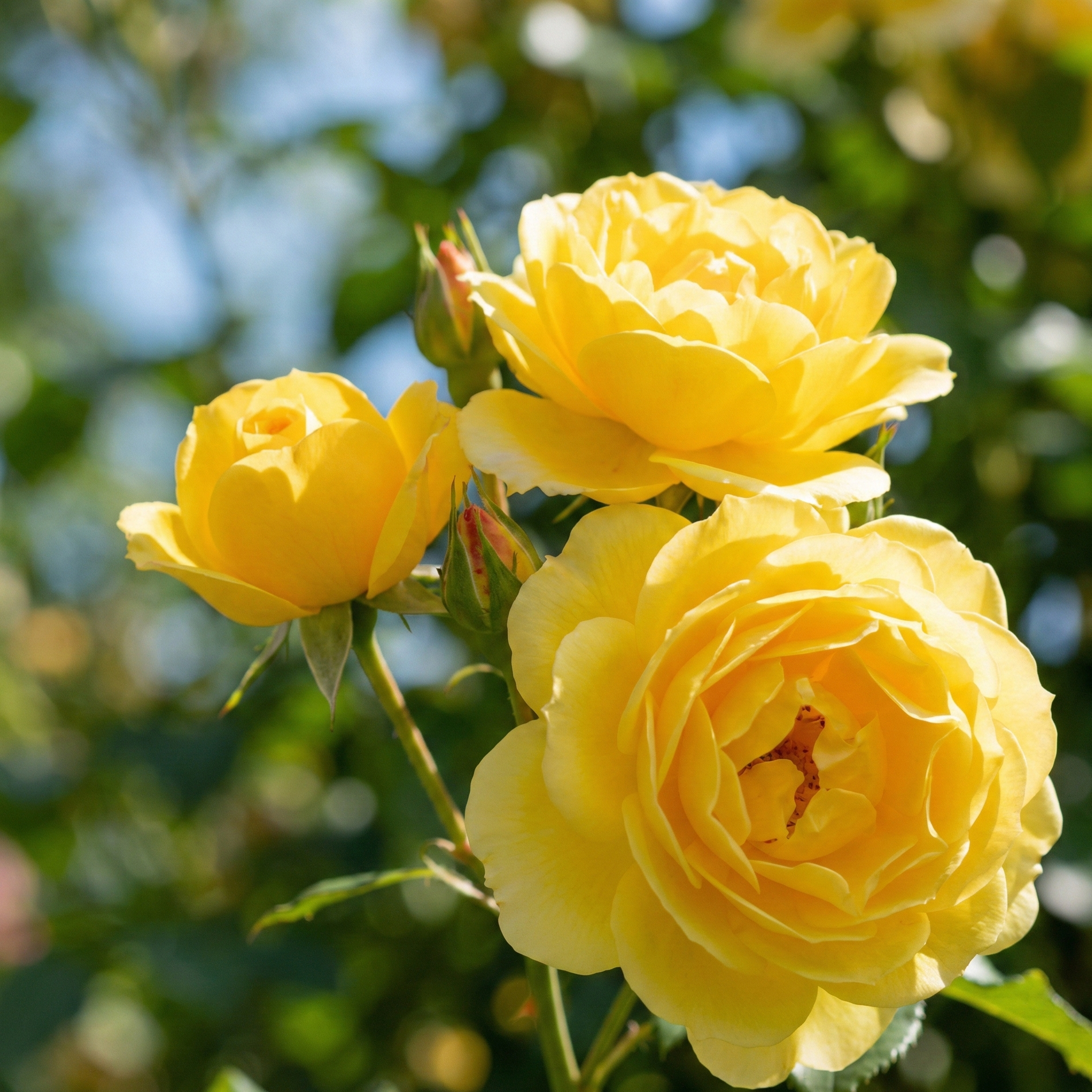 rose-yellow